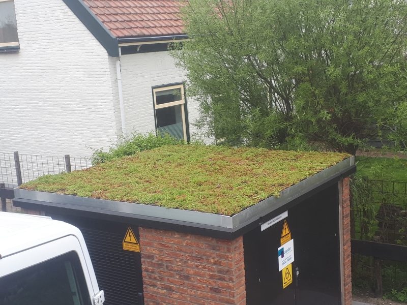 Sedumdak Texel mei 2019 3